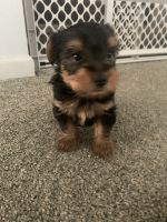 Yorkshire Terrier Puppies for sale in Shippensburg, PA 17257, USA. price: NA