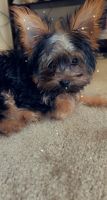 Yorkshire Terrier Puppies for sale in San Diego, CA 92105, USA. price: NA