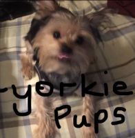 Yorkshire Terrier Puppies for sale in Gibson St, Evansville, IN 47710, USA. price: NA