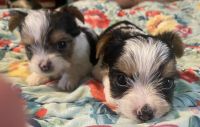 Yorkshire Terrier Puppies for sale in 138 Pine Burr Rd, Lumberton, MS 39455, USA. price: NA