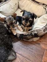 Yorkshire Terrier Puppies for sale in Keller, TX, USA. price: NA