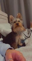 Yorkshire Terrier Puppies for sale in Staten Island, NY, USA. price: NA