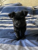 Yorkshire Terrier Puppies for sale in Coconut Creek, FL, USA. price: NA
