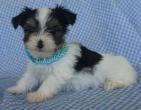Yorkshire Terrier Puppies for sale in Chase City, VA 23924, USA. price: NA
