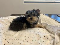 Yorkshire Terrier Puppies for sale in Marana, AZ, USA. price: NA