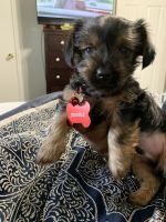 Yorkshire Terrier Puppies for sale in Goldsboro, NC, USA. price: NA