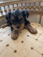 Yorkshire Terrier Puppies for sale in Carlsbad, CA, USA. price: NA