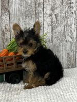 Yorkshire Terrier Puppies for sale in Peebles, OH 45660, USA. price: NA