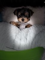 Yorkshire Terrier Puppies for sale in 1179 Left Higgins Creek Rd, Flag Pond, TN 37657, USA. price: NA