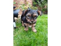 Yorkshire Terrier Puppies for sale in Pittsburgh, PA, USA. price: NA