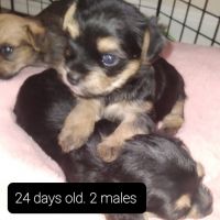 Yorkshire Terrier Puppies for sale in Willowbrook, KS 67501, USA. price: NA