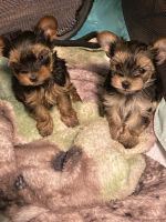 Yorkshire Terrier Puppies for sale in Potosi, MO, USA. price: NA