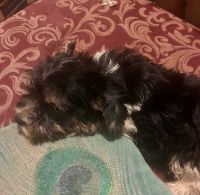 Yorkshire Terrier Puppies for sale in NY-481, Phoenix, NY, USA. price: NA