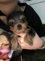 Yorkshire Terrier Puppies for sale in Mission, TX, USA. price: NA