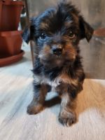 Yorkshire Terrier Puppies for sale in Timpson, TX 75975, USA. price: NA