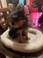 Yorkshire Terrier Puppies for sale in Moultrie, GA, USA. price: NA