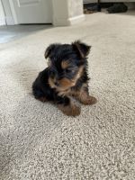 Yorkshire Terrier Puppies for sale in Modesto, CA, USA. price: NA