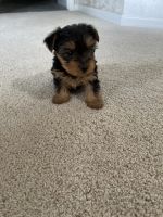 Yorkshire Terrier Puppies for sale in Modesto, CA, USA. price: NA