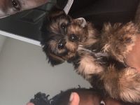 Yorkshire Terrier Puppies for sale in Lithonia, GA 30058, USA. price: NA