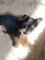 Yorkshire Terrier Puppies for sale in Dunn, NC 28334, USA. price: NA