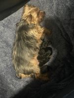 Yorkshire Terrier Puppies for sale in Wellington, FL, USA. price: NA