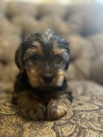 Yorkshire Terrier Puppies for sale in Lake Elsinore, CA, USA. price: NA