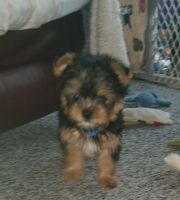 Yorkshire Terrier Puppies for sale in Troy, NC 27371, USA. price: NA