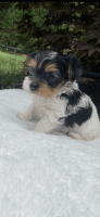 Yorkshire Terrier Puppies for sale in Ooltewah, Chattanooga, TN 37363, USA. price: NA