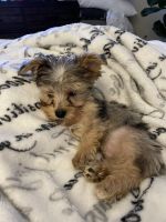 Yorkshire Terrier Puppies for sale in Wake Forest, NC 27587, USA. price: NA