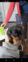 Yorkshire Terrier Puppies for sale in Racine, WI, USA. price: NA