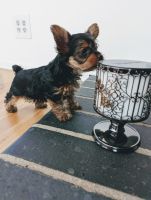 Yorkshire Terrier Puppies for sale in Northridge, Los Angeles, CA, USA. price: NA