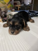 Yorkshire Terrier Puppies for sale in 2232 SW 34th St, Oklahoma City, OK 73119, USA. price: NA