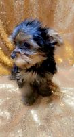 Yorkshire Terrier Puppies for sale in Atlanta, GA, USA. price: NA