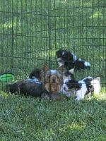 Yorkshire Terrier Puppies for sale in 3024 Dylan Pl NW, Concord, NC 28027, USA. price: NA