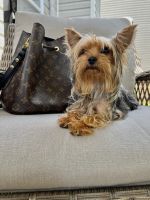 Yorkshire Terrier Puppies for sale in Dallas, GA, USA. price: NA
