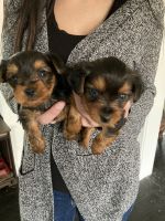 Yorkshire Terrier Puppies for sale in Hollis, NH 03049, USA. price: NA