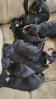 Yorkshire Terrier Puppies for sale in Aurora, IL 60504, USA. price: NA