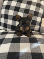 Yorkshire Terrier Puppies for sale in New Castle, PA, USA. price: NA