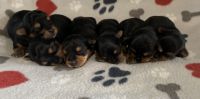 Yorkshire Terrier Puppies for sale in Sumrall, MS 39482, USA. price: NA