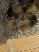 Yorkshire Terrier Puppies for sale in Smithtown, NY, USA. price: NA