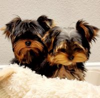 Yorkshire Terrier Puppies for sale in Killeen, TX 76542, USA. price: NA