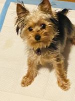 Yorkshire Terrier Puppies for sale in South Holland, IL 60473, USA. price: NA