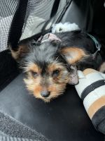 Yorkshire Terrier Puppies for sale in Quincy, MA, USA. price: NA