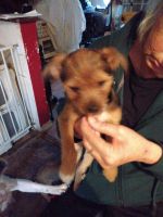 Yorkshire Terrier Puppies for sale in Machesney Park, IL, USA. price: NA