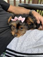 Yorkshire Terrier Puppies for sale in Blackwood, Gloucester Township, NJ 08012, USA. price: NA