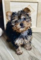 Yorkshire Terrier Puppies for sale in Webster, FL 33597, USA. price: NA