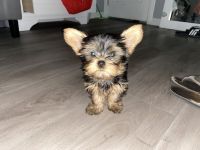 Yorkshire Terrier Puppies for sale in Bell Gardens, CA 90270, USA. price: NA