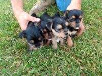 Yorkshire Terrier Puppies for sale in Albany, OH 45710, USA. price: NA