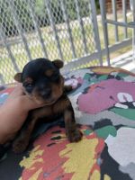 Yorkshire Terrier Puppies for sale in St Cloud, FL, USA. price: NA