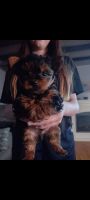 Yorkshire Terrier Puppies for sale in Cold Brook, NY 13324, USA. price: NA